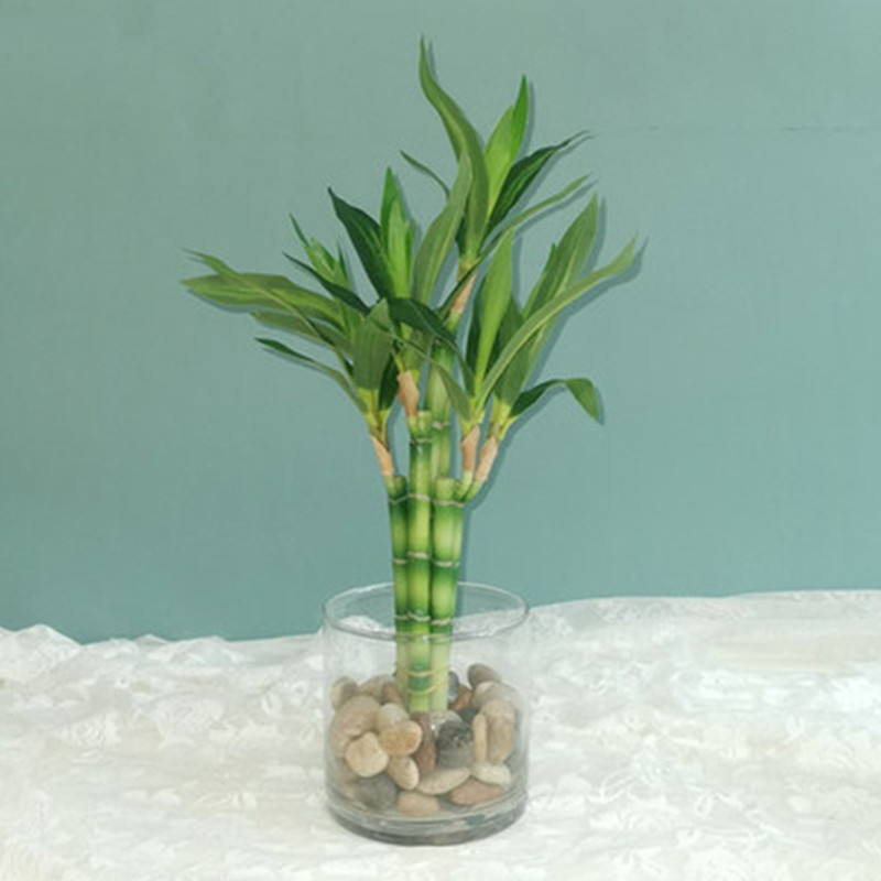 Aquarium Marine Fish - New 40cm Artificial Lucky Bamboo Succulent