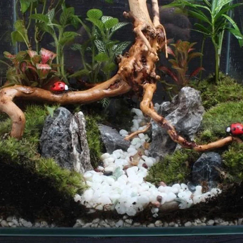 Natural Tree Trunk Driftwood A - огляд і ціна Marine Aquarium All In One