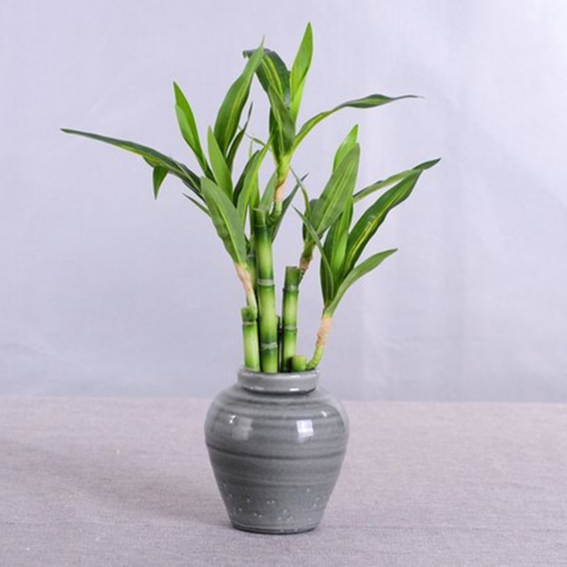 New 40cm Artificial Lucky Bamb - огляд і ціна Aquarium Marine Fish
